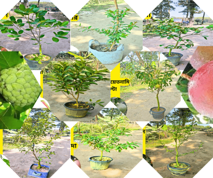 ১০ টি ঝোপালো মাতৃগাছ ১২৫০০ টাকা