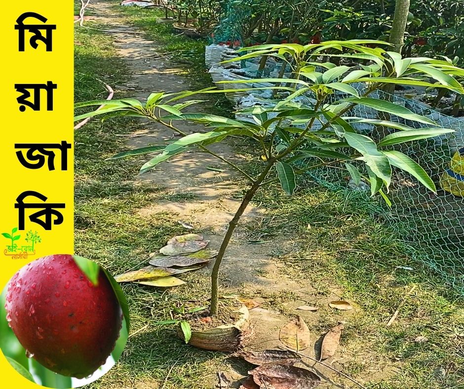 ৫ টি বিদেশি আম গাছের প্যাকেজ । - Image 6