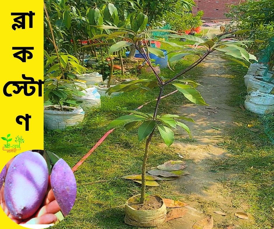 ৫ টি বিদেশি আম গাছের প্যাকেজ । - Image 5