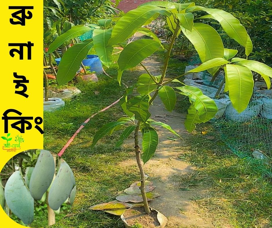 ৫ টি বিদেশি আম গাছের প্যাকেজ । - Image 4