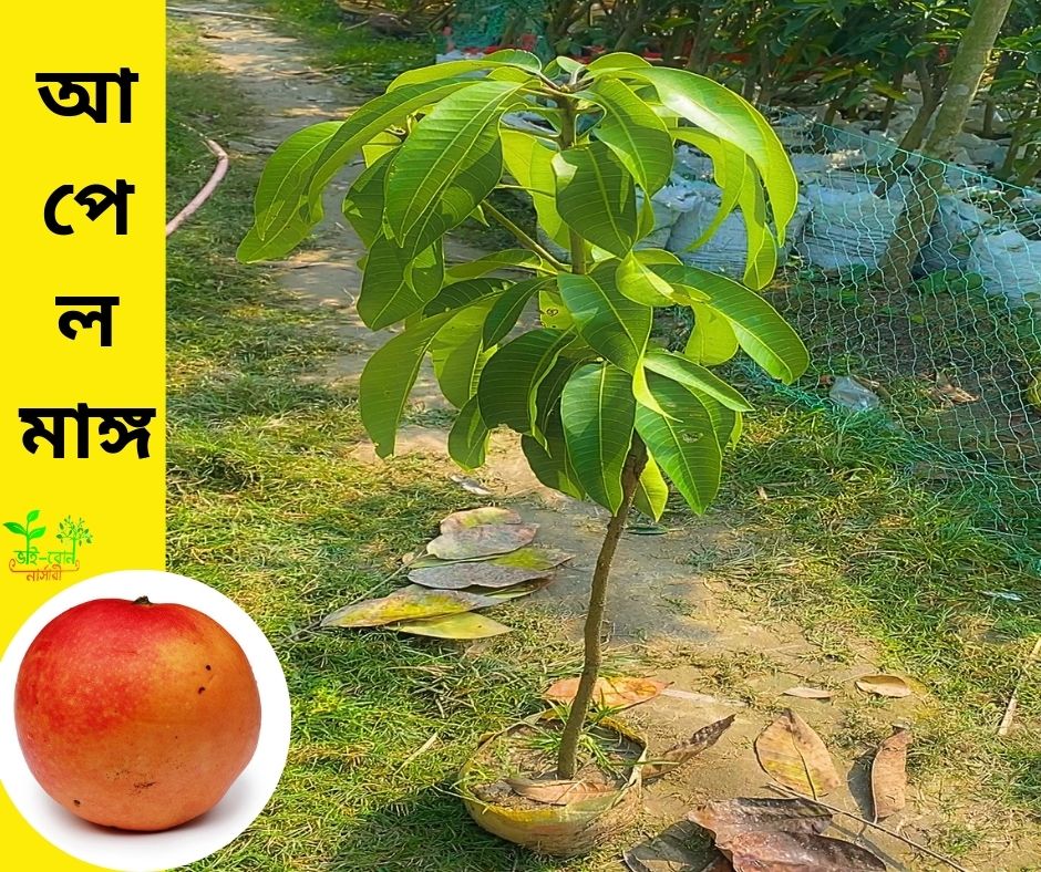 ৫ টি বিদেশি আম গাছের প্যাকেজ । - Image 3
