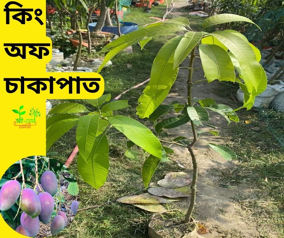৫ টি বিদেশি আম গাছের প্যাকেজ । - Image 2