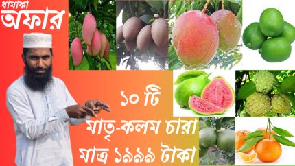 ১০ টি ফলের মাতৃ-কলম চারার কম্বো প্যাকেজ।