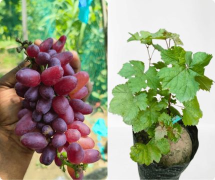 একোলো আঙ্গুর