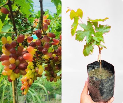 বাইকুনুর আঙ্গুর চারা / Baikunur Angur plant