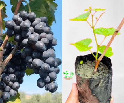 জয় সীডলেস আঙ্গুর চারা /Joy seedless Angur plant