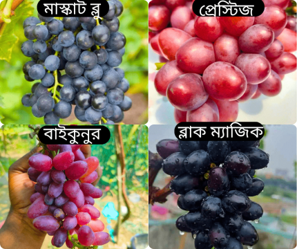 বাইকুনুর-ব্লাক-ম্যাজিক-প্রাস্টিজ-মাস্কাট-ব্লু-