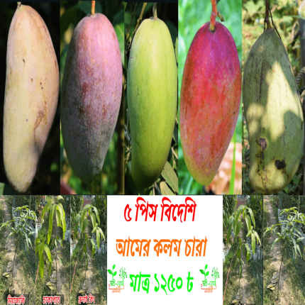 ৫টি বিদেশি জাতের আমের চারার প্যাকেজ মাত্র ১২৫০ টাকায়