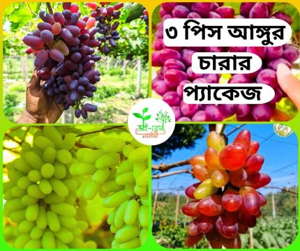 একোল ১ পিস +বাইকুনুর ১ পিস +ভেলক
