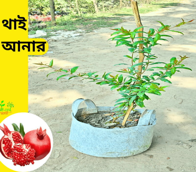 কিং অফ চাকাপাত (1)