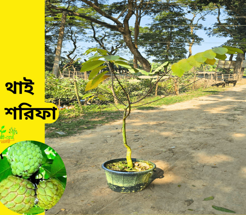কিং অফ চাকাপাত (10)