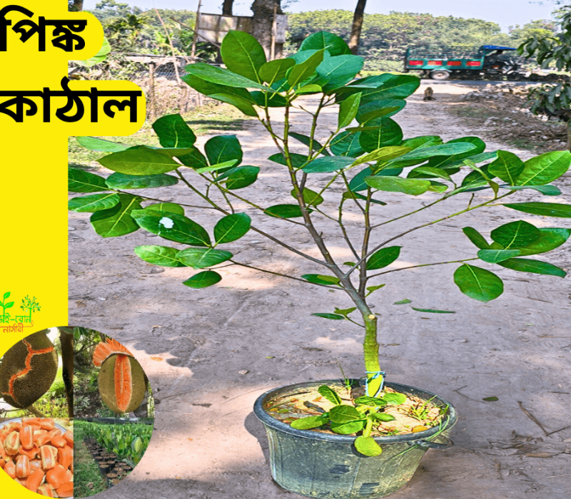 কিং অফ চাকাপাত (3)