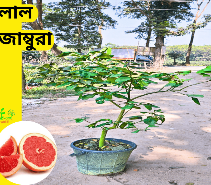 কিং অফ চাকাপাত (4)