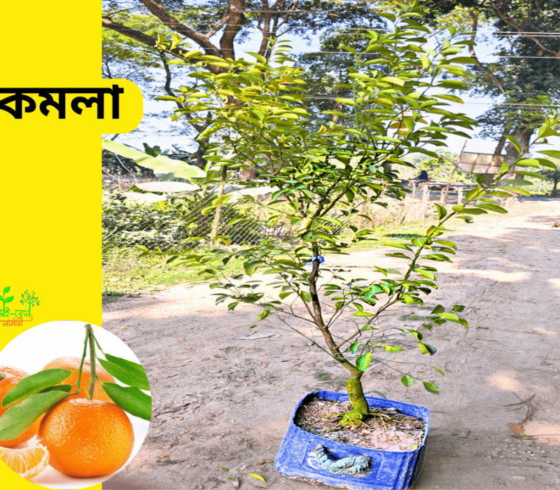 কিং অফ চাকাপাত (5)