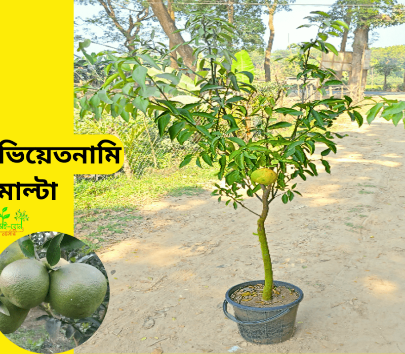 কিং অফ চাকাপাত (6)