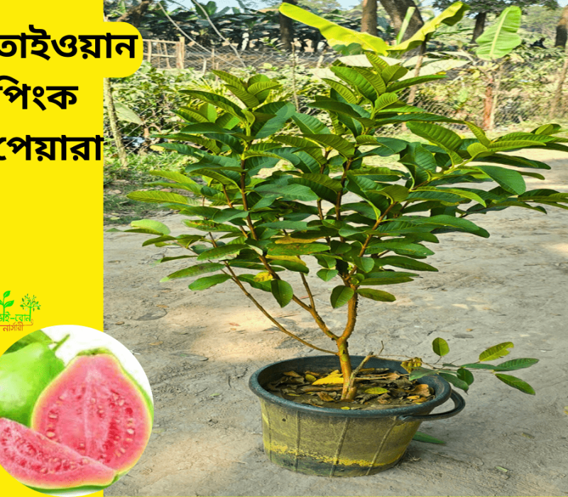 কিং অফ চাকাপাত (7)