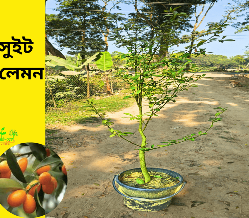 কিং অফ চাকাপাত (8)