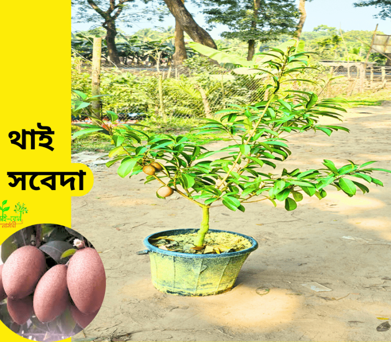 কিং অফ চাকাপাত (9)