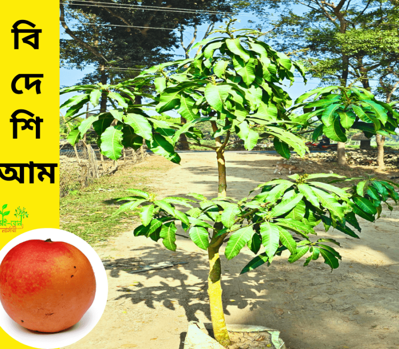 কিং অফ চাকাপাত